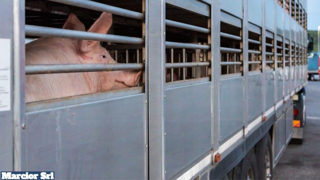 Allestimento trasporto animali vivi per camion e veicoli industriali