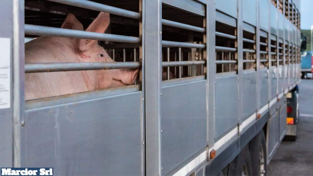 Allestimento trasporto animali vivi per camion e veicoli industriali